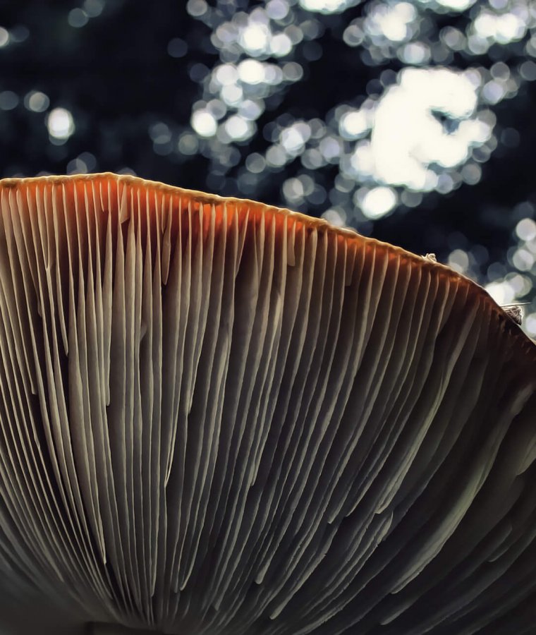 All about Mushrooms | Photography