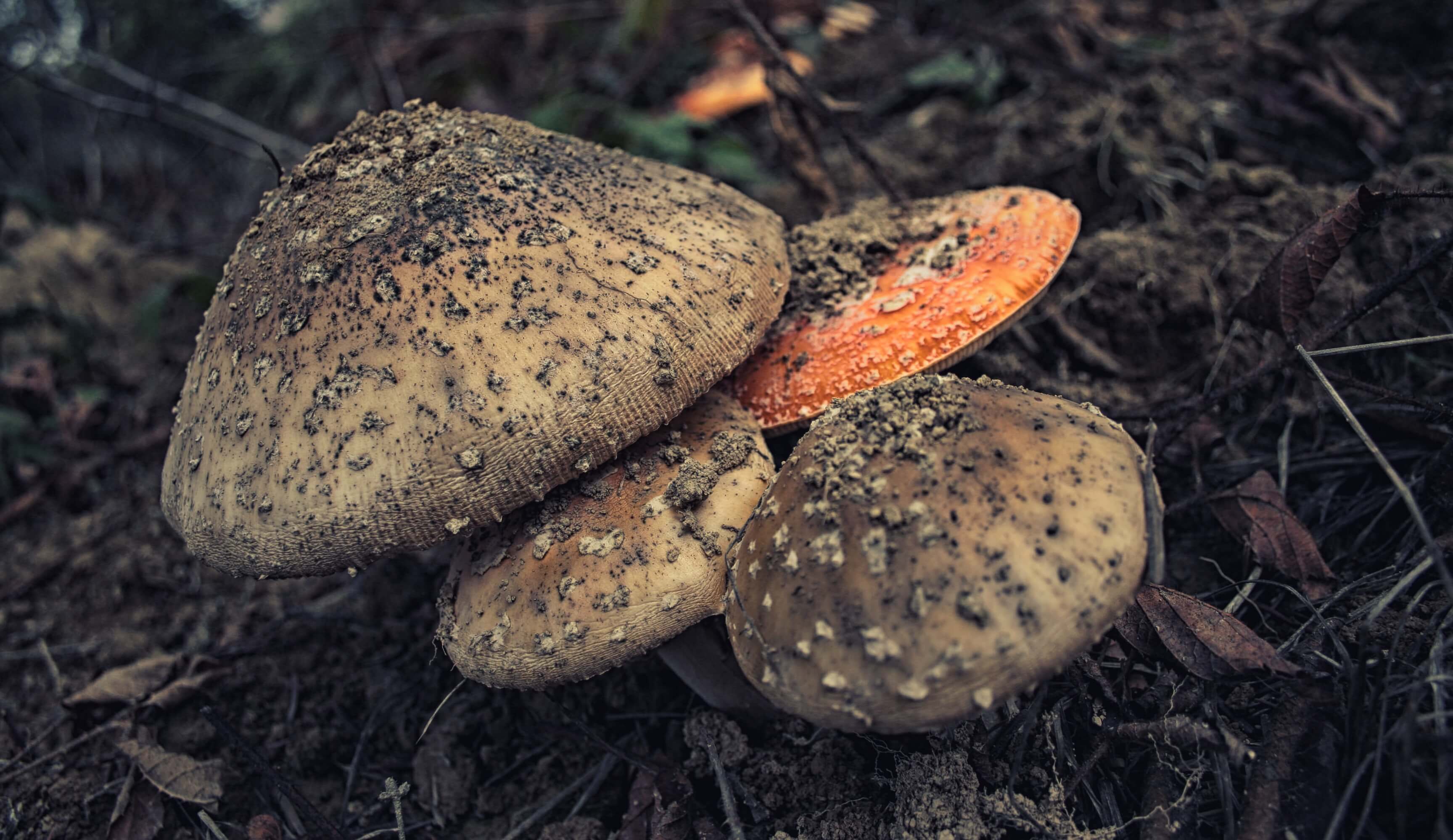 Mushrooms in the forest, bundled up together.