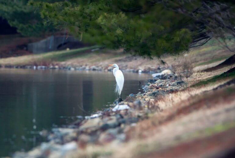 great egret by the lake