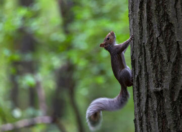 Squirrel pausing for a second from climbing.